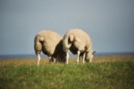 schapen polder.JPG